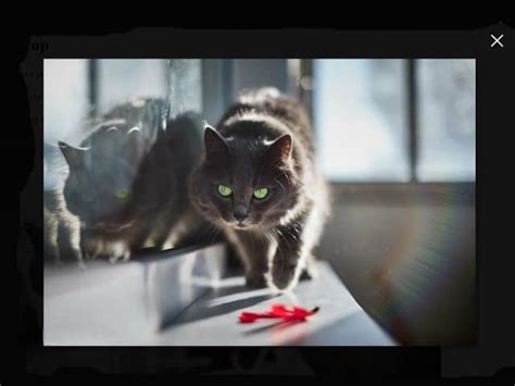 Lightbox Script 的图像结果