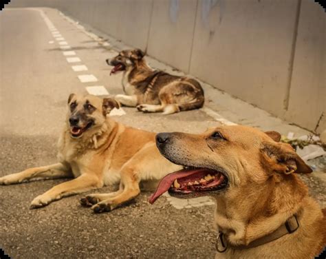 Veterinary Health Department | Dashboard