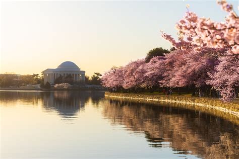15 Spots for Cherry Blossom Afternoon Tea Around DC - Washingtonian