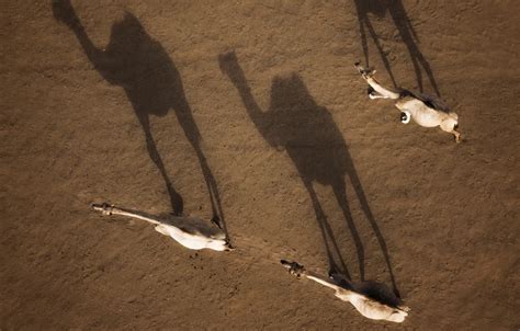 Wallpaper desert, shadows, camels for mobile and desktop, section ...