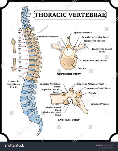 Labeled Thoracic Vertebrae Atypical Vertebrae Of The Vertebral Column