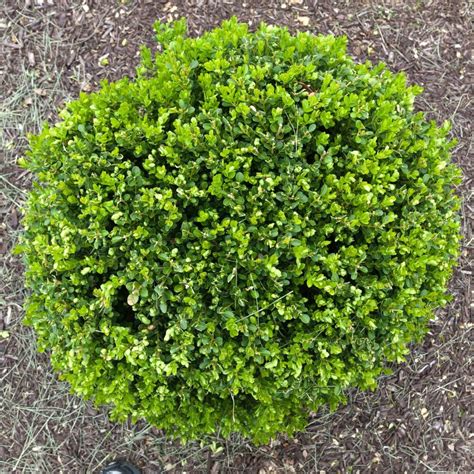 Shrub Wintergreen Boxwood 1 Gallon – CMXOUTDOOR