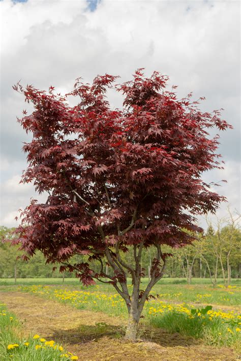 Acer palmatum 'Bloodgood' | So Peyzaj Proje ve Danışmanlık