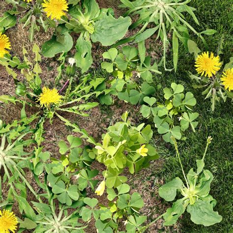 Best Weed Control in DFW | Dr. Green Services