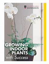 What Is The Role Of Pioneer Plants In Succession