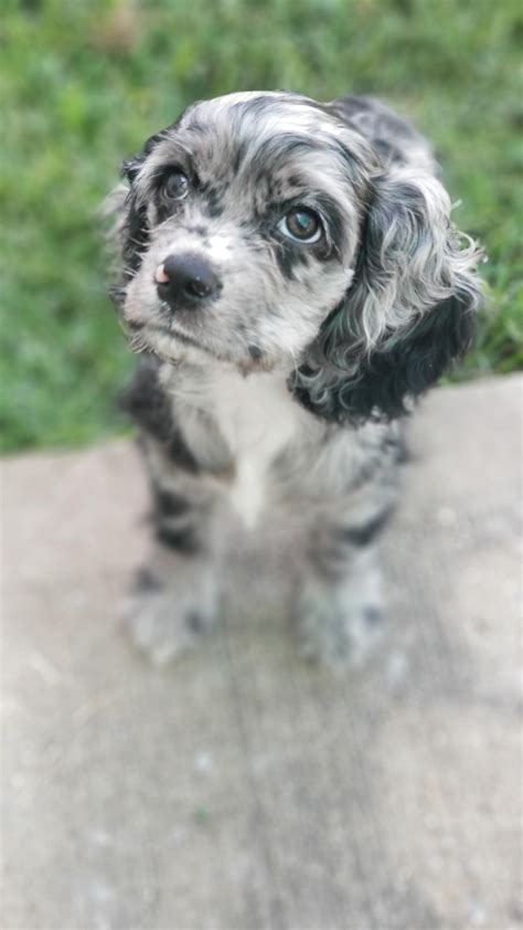 Merle Cocker Spaniel