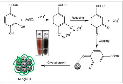 Green Synthesis of Silver Nanoparticles Using Fructus mori Juice ...