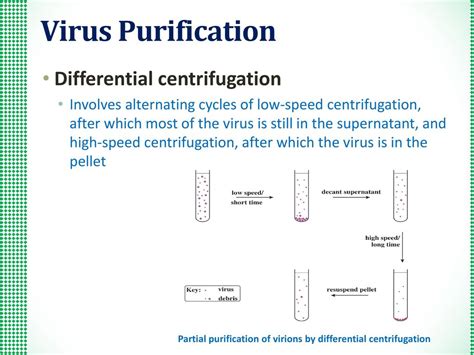 Virus Purification Process 的图像结果