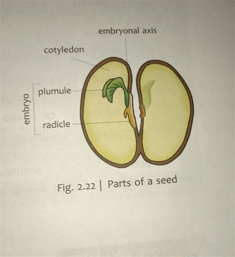 Parts Of A Seed Diagram