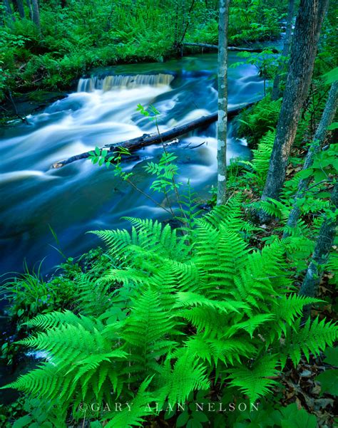 Ferns on Wolf Creek | Gary Alan Nelson Photography