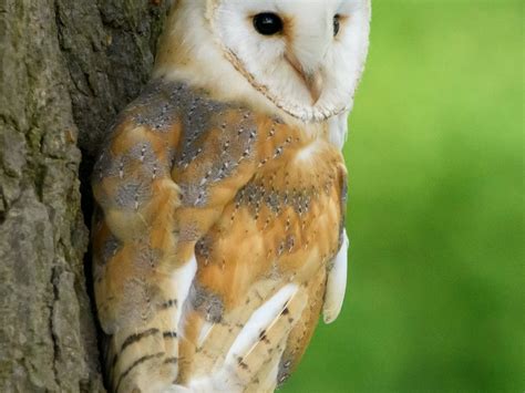 MERCER FALCONRY RAPTOR PARK (2026) All You Need to Know BEFORE You Go ...