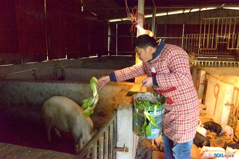 参观学习美国现代化高效养猪场（图文）—猪知乐整理 - 知乎