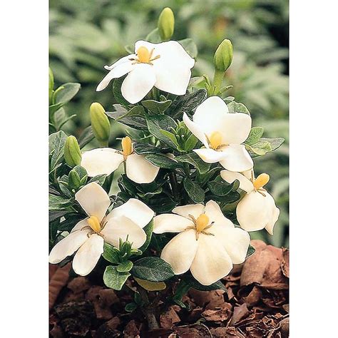 Monrovia White Kleim's Hardy Gardenia Flowering Shrub In Pot (With Soil ...