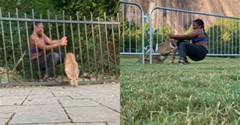 Chloe Dorsey Helped A Deer Stuck In A Fence Twice While She Was On Her ...