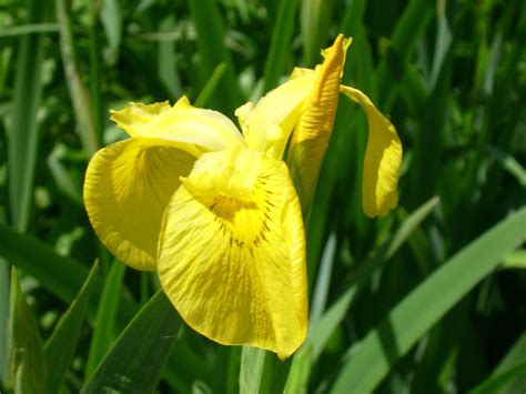 Iris pseudacorus Yellow flag - Artisan Aquatics