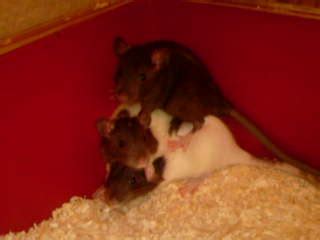 Ratten Kleinanzeigen