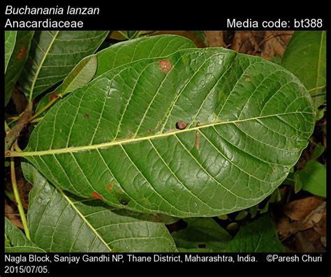 Buchanania cochinchinensis | Butterfly