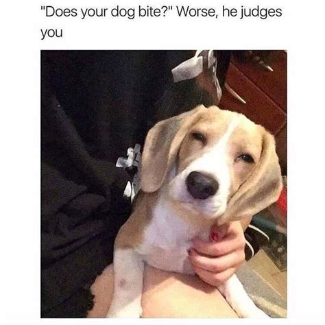 "Does your dog bite?" Worse, he judges you. - Funny