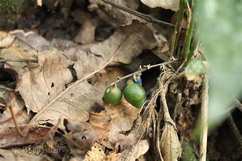 India Flora Online