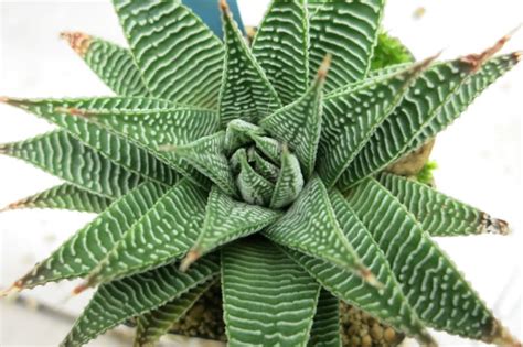 Explorer | Hortus Botanicus Amsterdam, Netherlands