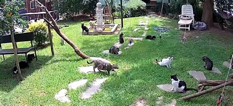 Приют для животных "Kitty and Puppy Haven" в Южной Африке - Веб-Камера