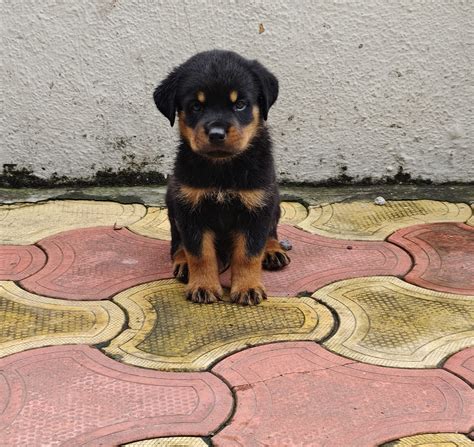Rottweiler Price In Jaipur - Best For Pets