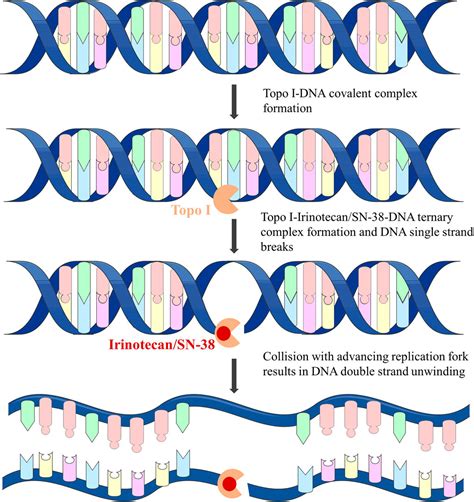 Frontiers | The effective combination therapies with irinotecan for colorectal cancer