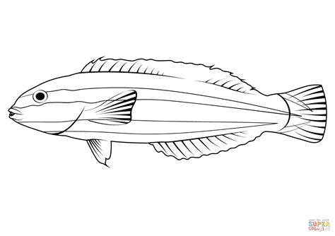 Slippery Dick (Halichoeres Bivittatus) coloring page | Free Printable ...