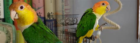 exotic bird for sale in Kolkata, pet for sale in kolkata | www ...