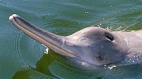 Tagging First Ganges River Dolphin- Key Conservation Milestone