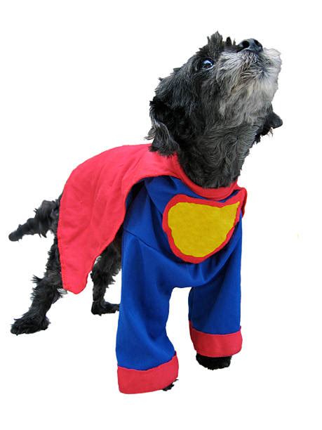 Image result for Baby Black Cockapoo