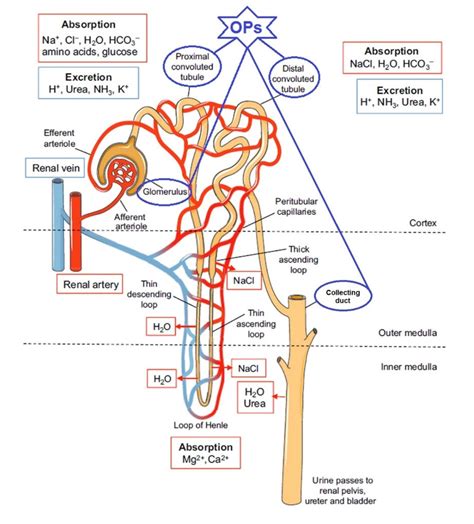 Molecular Mechanisms of Acute Organophosphate Nephrotoxicity