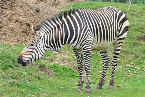 Definitive Guide To Hartmann's Mountain Zebra Facts, Habitat, Conservation Status, Zoo ...