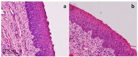 Ex-Vivo and In-Vivo Assessment of Cyclamen europaeum Extract After ...