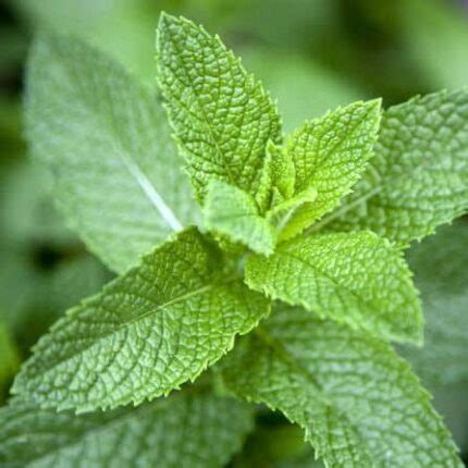 Buy Mint Herb seeds online | Premium Organic Seeds for Home Garden ...