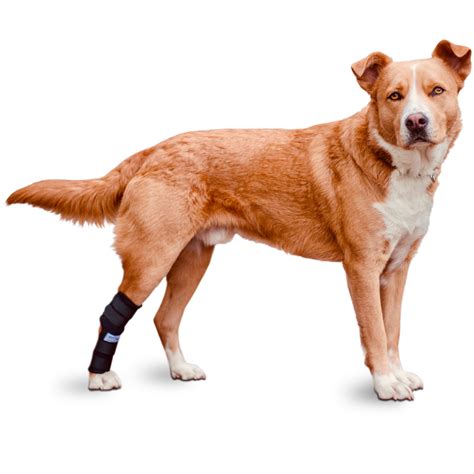 Buy Hock Hugger Dog Brace | Extended Hock Joint Support for Dogs Rear ...