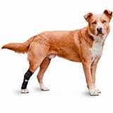 Buy Hock Hugger Dog Brace | Extended Hock Joint Support for Dogs Rear ...
