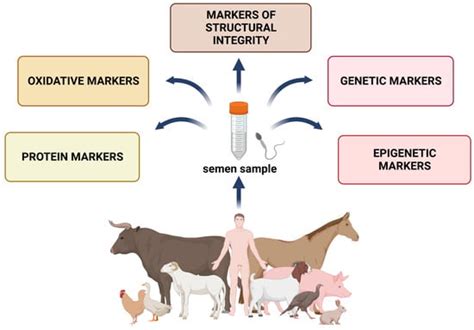 Molecular Markers: A New Paradigm in the Prediction of Sperm Freezability