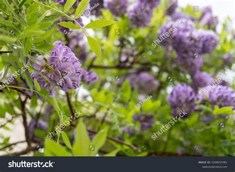 Wisteria Frutescens Commonly Known American Wisteria Stock Photo ...