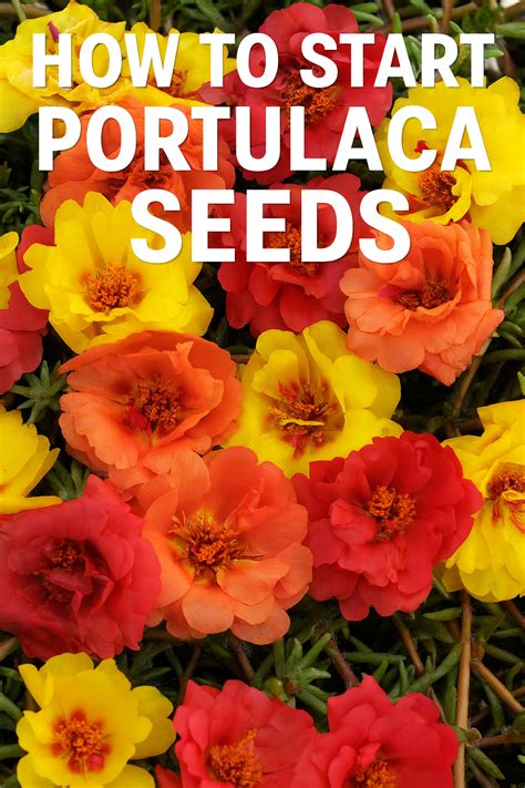 Starting Portulaca Seeds | How to Grow Moss Rose from Seed ...