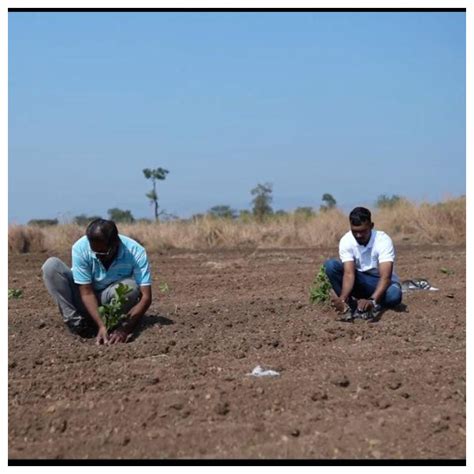Reforesting with Purpose: IVCA’s Agroforestry Tree Plantation Program ...