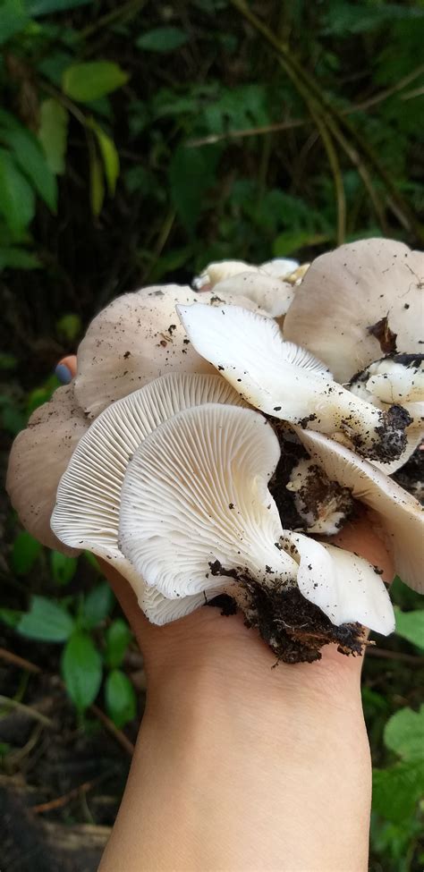 Pleurotus ostreatus (Jacq.) P. Kumm. 1871 by Phalee Biodiversity Management Committee on 7 March ...