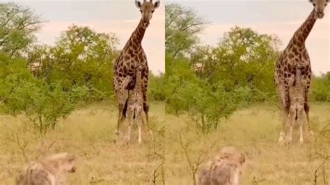 Mother Giraffe Chases Hyena Away To Protect Her Calf Video goes viral ...