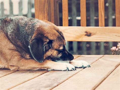 Can Dogs Eat Butter? Is Butter Safe For Dogs? - Rested Paws