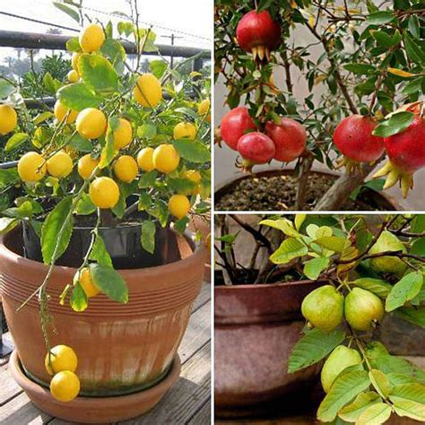 Buy Top 3 Fruit Plants to Grow in Pots online from Nurserylive at ...