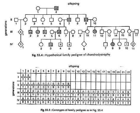 Pedigree Analysis - Zoology Optional Notes for UPSC PDF Download