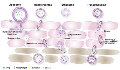 Ultraflexible Liposome Nanocargo as a Dermal and Transdermal Drug ...