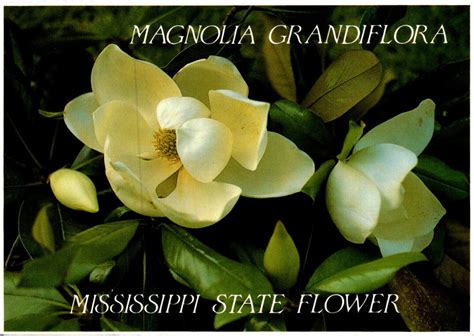 Mississippi State Flower