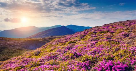 You Will Forget Switzerland When You Discover The Valley Of Flowers ...