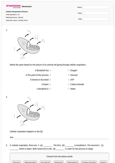 50+ Cellular Respiration worksheets on Wayground | Free & Printable